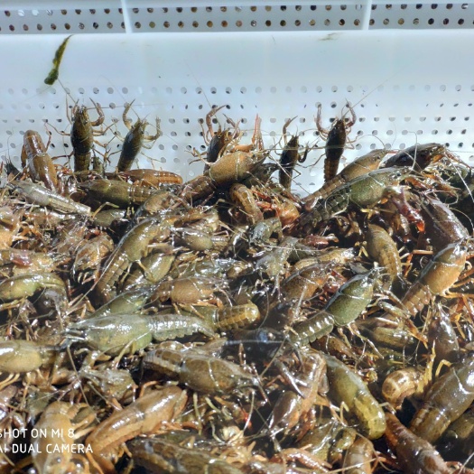 潜江市小龙虾苗  青虾苗 优质稻田虾苗潜江万亩基地直供大量虾苗，青红苗和红苗，