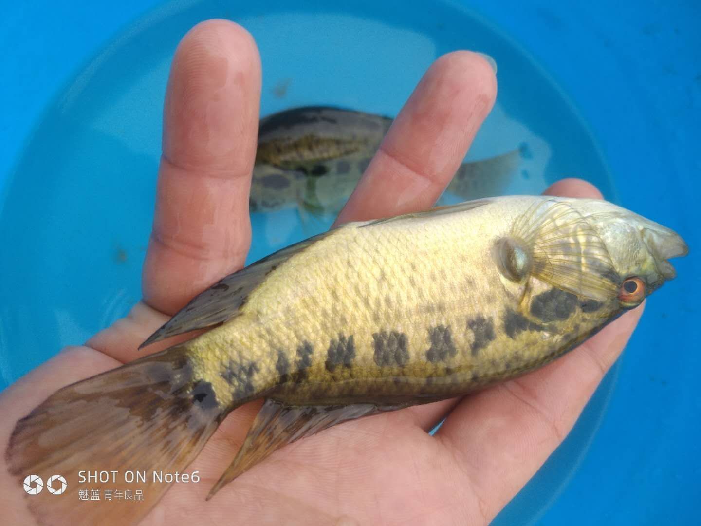  石斑鱼苗批发，淡水石斑鱼苗供应