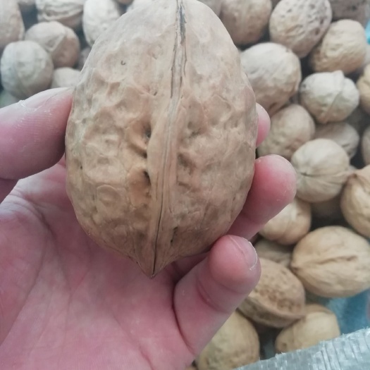 成都新货新疆薄皮核桃 新货产地直销新货质量保证包退包换新疆核桃！
