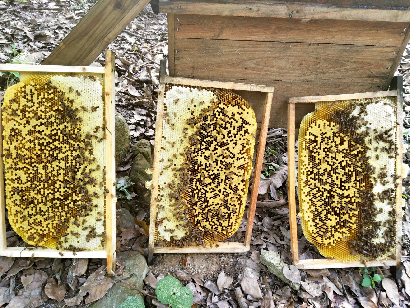 土蜂蜜 塑料瓶装 2年 95%以上