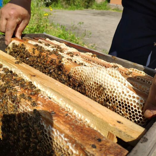 垫江槐花蜜 塑料瓶装 2年以上 