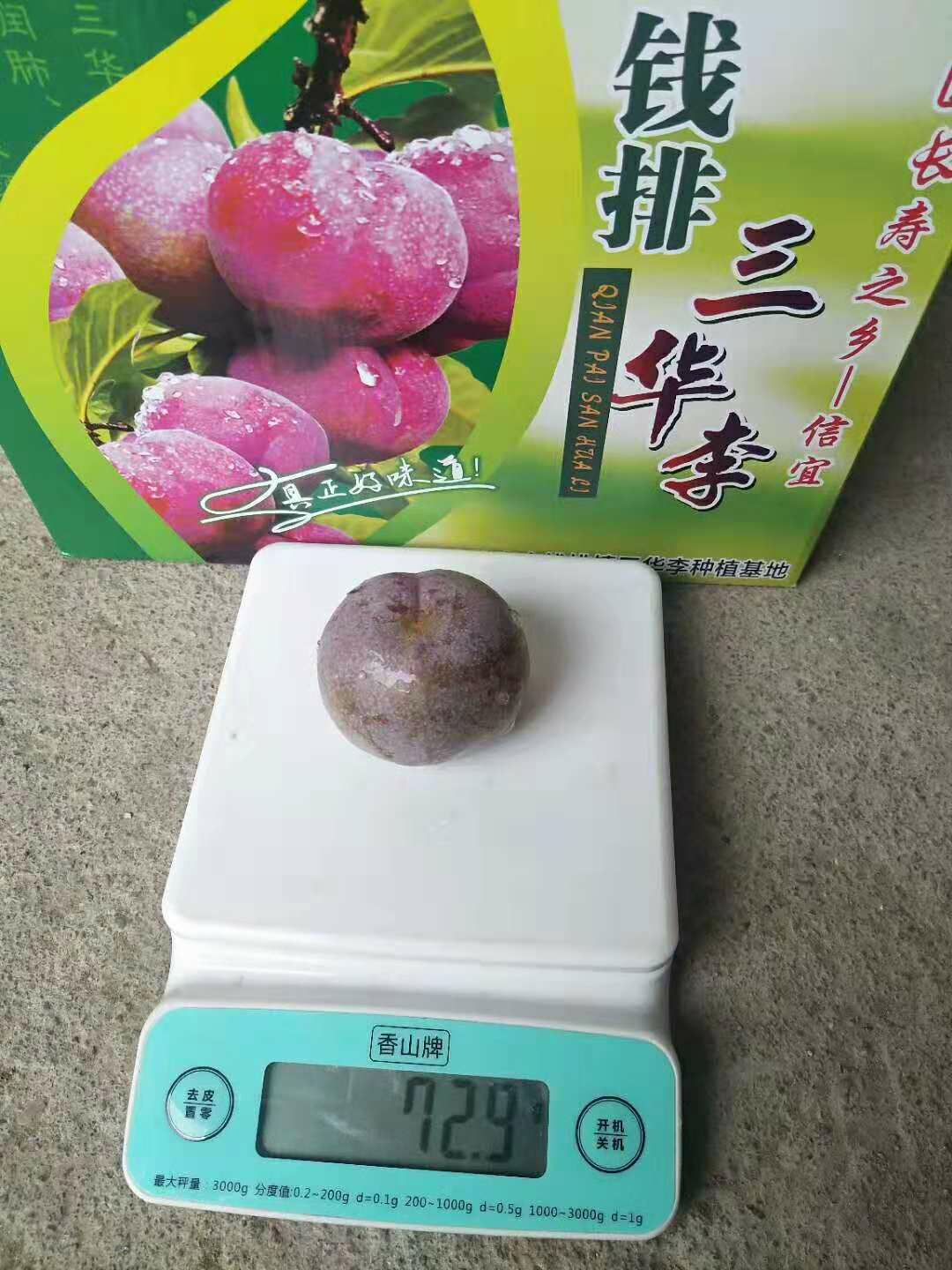 銀妃三華李苗  前排三華李，早熟，晚熟三華李，美李，蜂糖李等