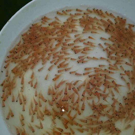 广州红罗非鱼苗