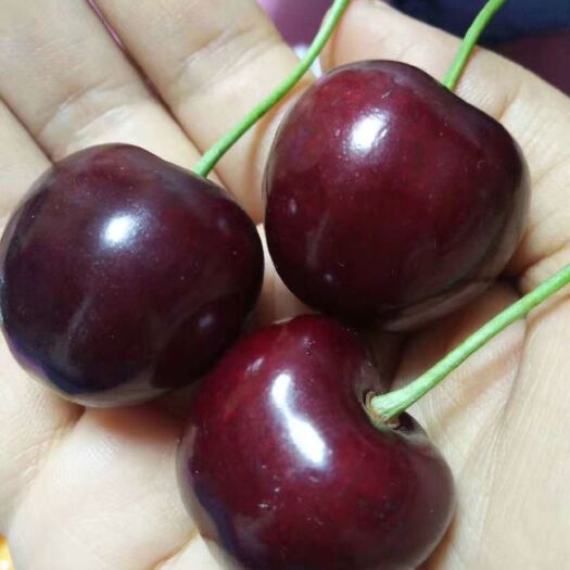 泰安矮化樱桃苗