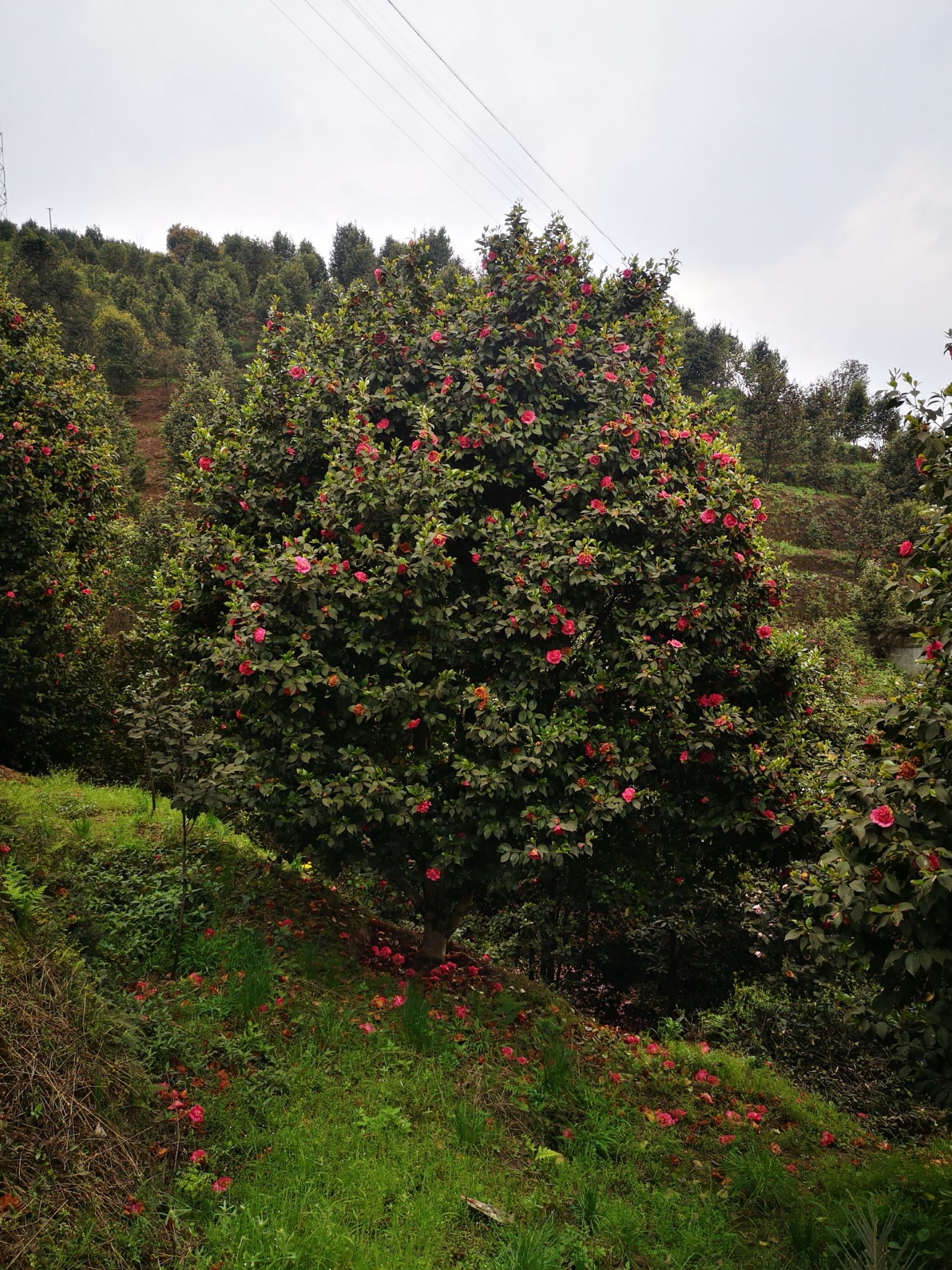 茶花树 140cm以上