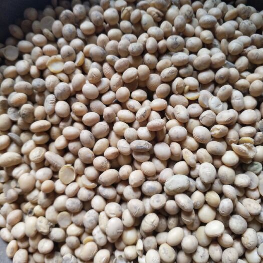 钟祥市537黄豆 生大豆 1等品