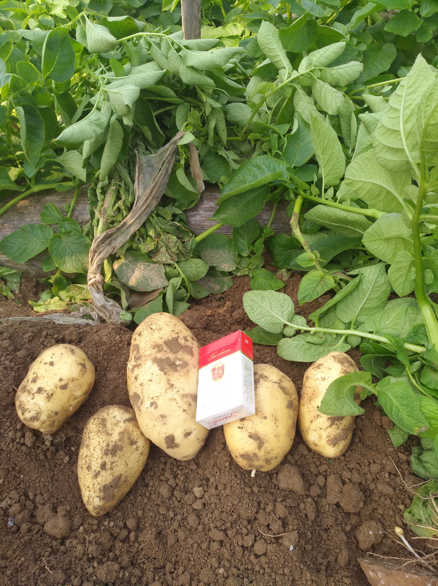 荷兰15号土豆 2两以上