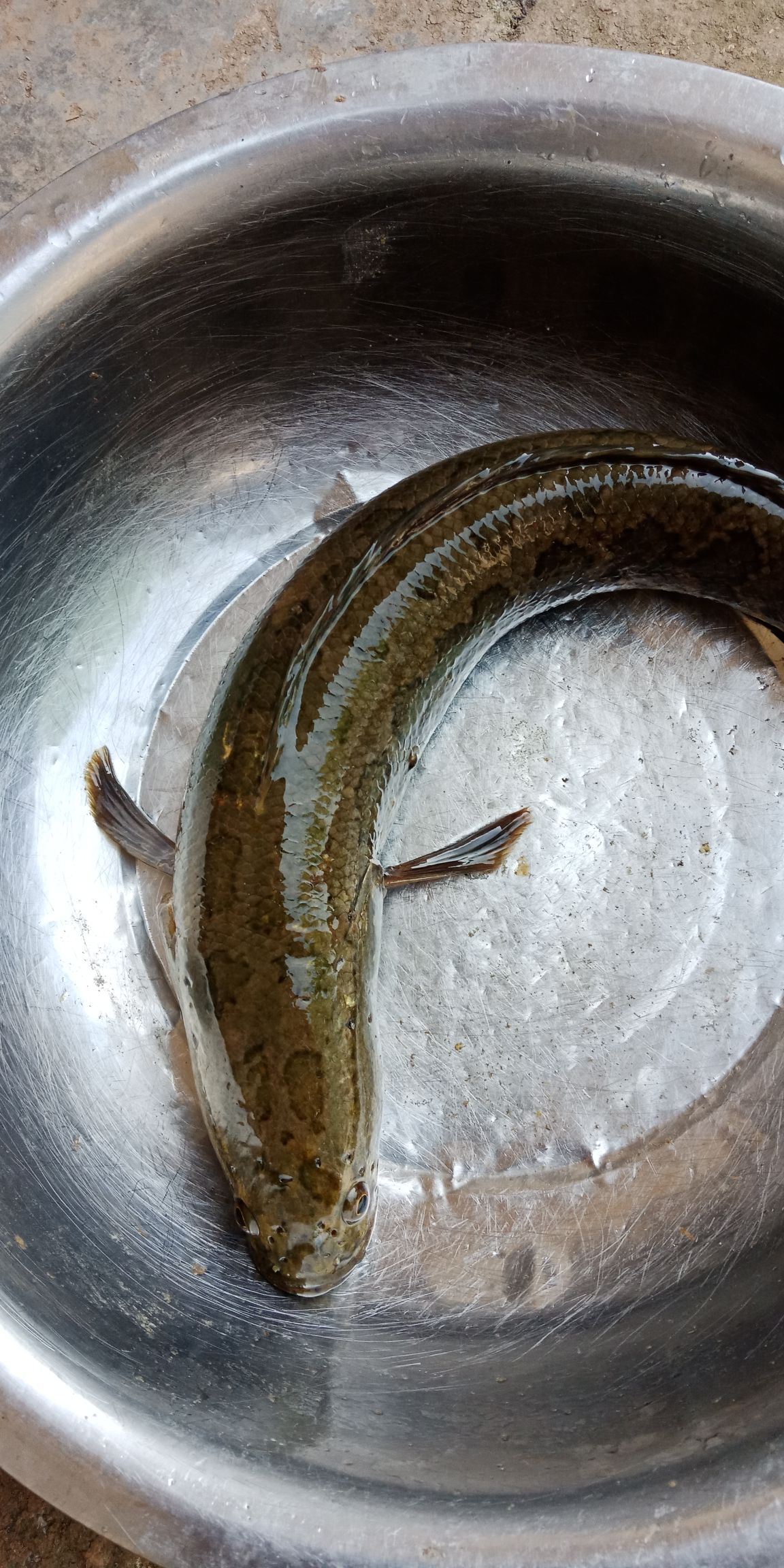 [大口鲶鱼批发]大口鲶鱼 人工养殖 1-1.5公斤价格10元\/斤 1000斤起批