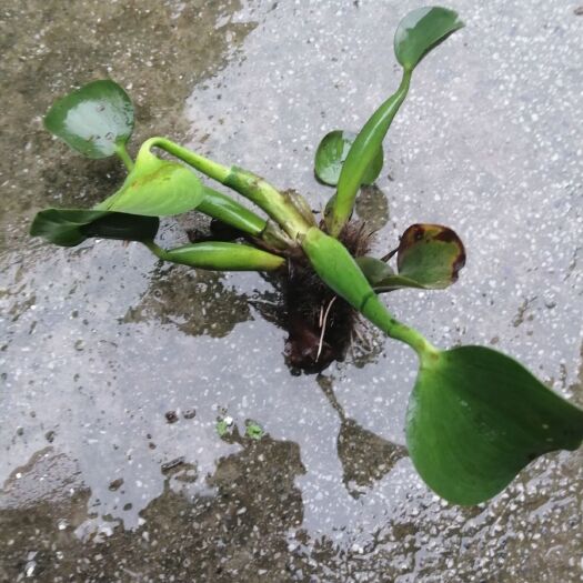 桂林水葫芦 ，蓝凤眼，水浮莲