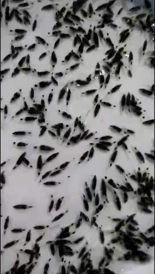  鳜鱼苗 桂花鱼苗 斑鳜 翘嘴鳜 大眼鳜