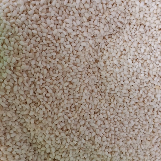 上海圆糯米