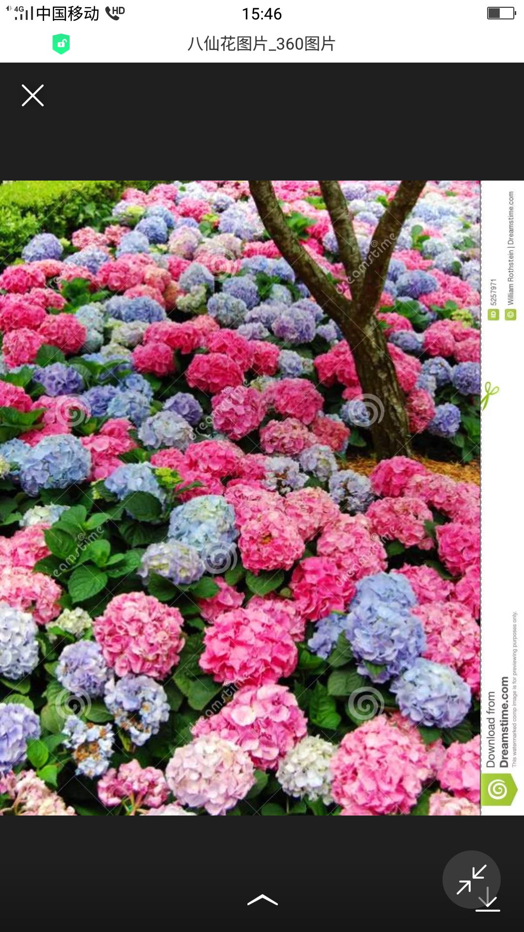 八仙秀球       八仙花     八仙彩球
