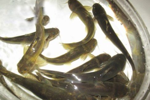 优质黄颡鱼苗，黄辣丁苗，基地直供 保质保量 供货上门