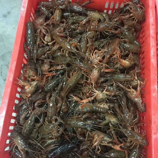 仙桃市清水小龙虾 2-4钱 人工养殖