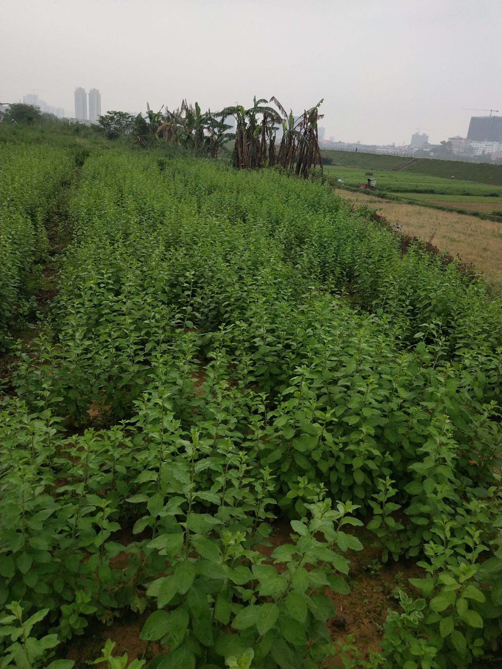 榆钱 狗记菜