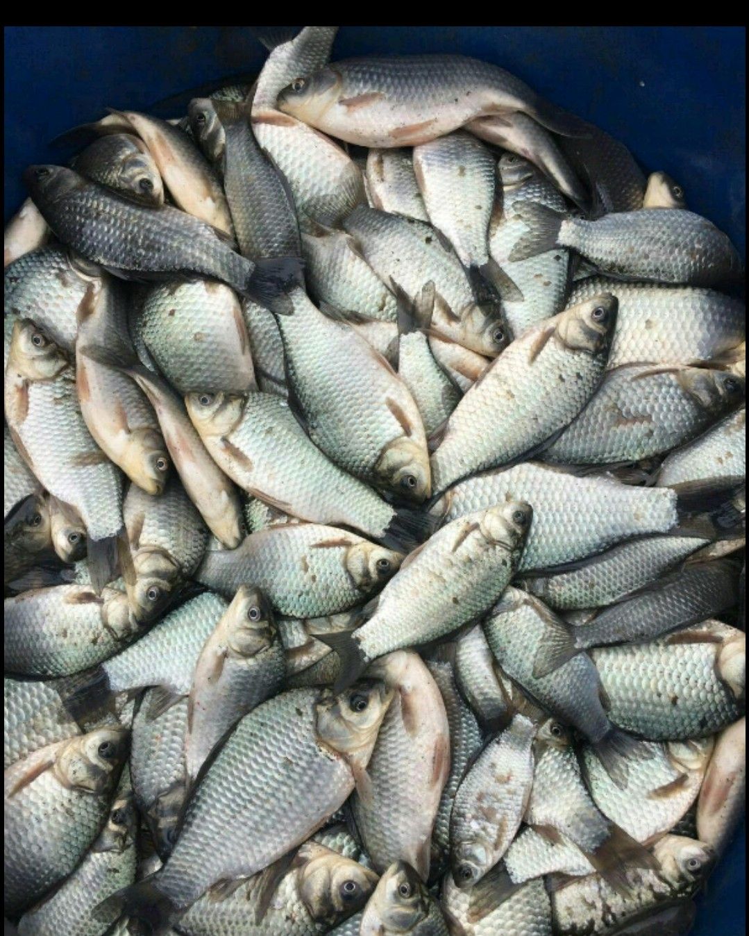 大口鲶鱼 人工养殖 1-1.5公斤