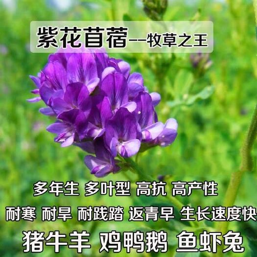 宿迁紫花苜蓿种子  紫花苜蓿草种子鸡牛羊兔子鱼饲料草籽高产耐寒四