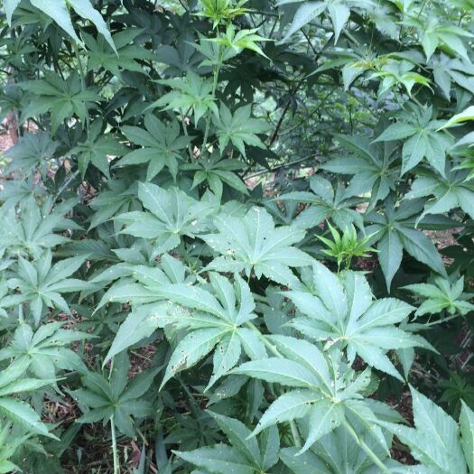 贺州 贺州市绿之叶种养专业合作社覆盆子甜茶