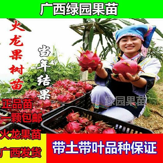 灵山县红心火龙果苗