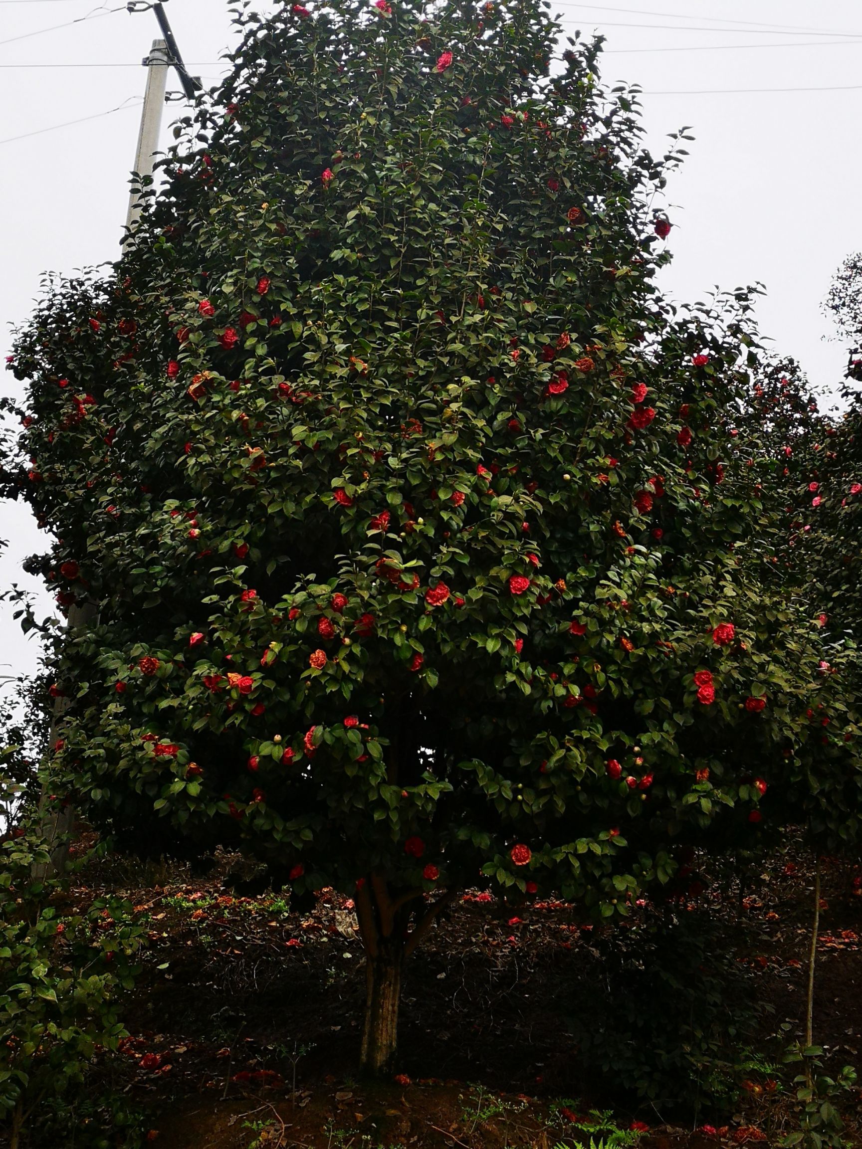 茶花树 140cm以上