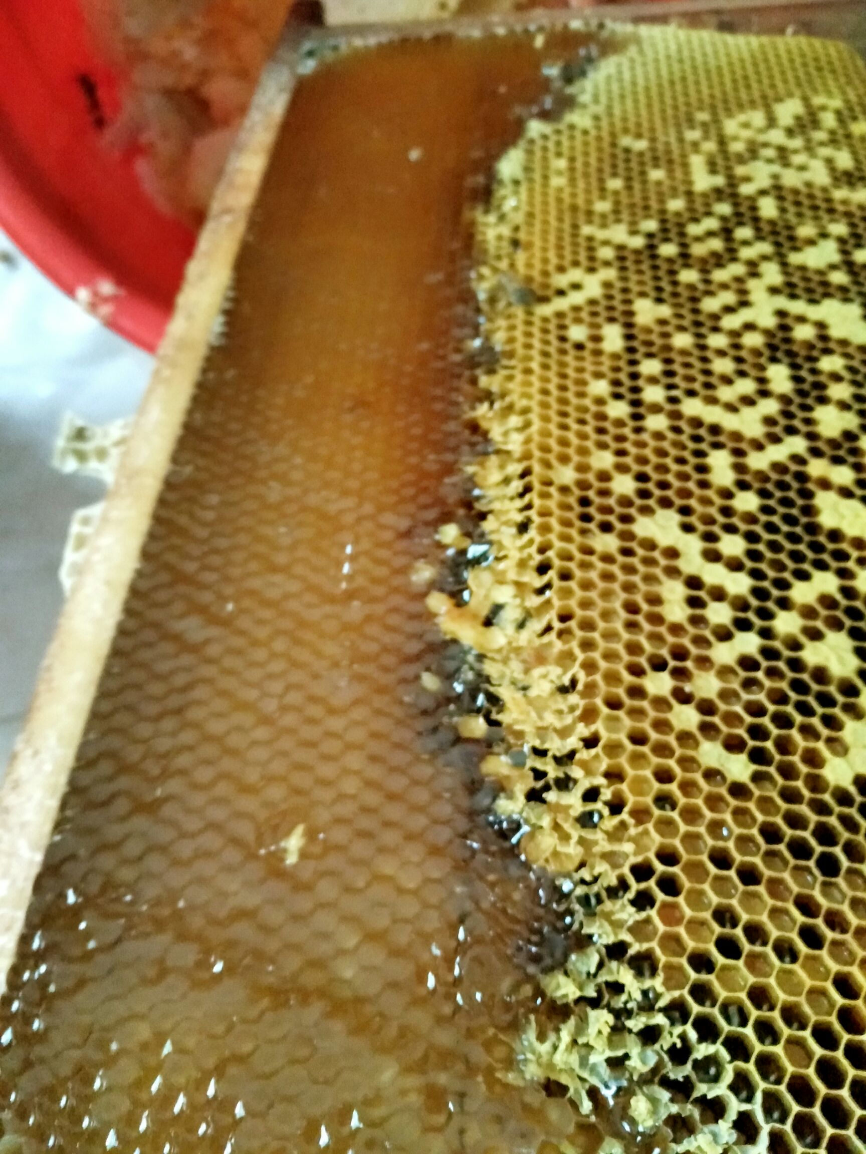 土蜂蜜 塑料瓶装 2年 95%以上