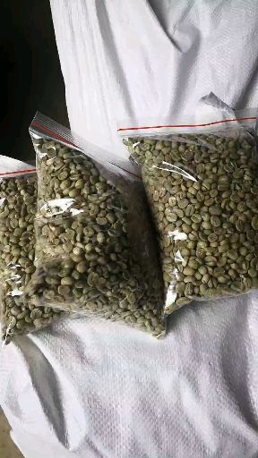 普洱小粒咖啡豆  阿拉比卡咖啡豆（2023～2024产季）