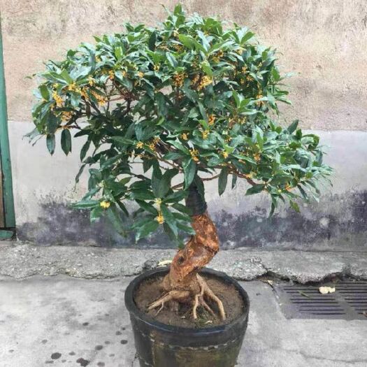 平邑县黄金桂花树