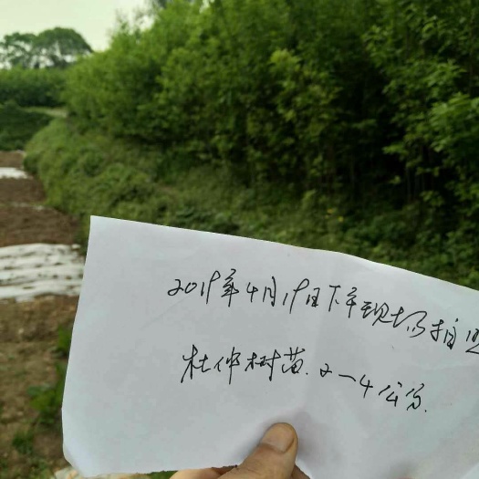 富顺县杜仲苗 地径二公分的。