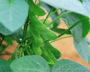 绿宝石毛豆 6~12克