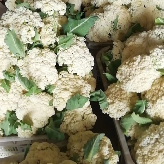 沂水县有机花菜 供应中2~3斤
