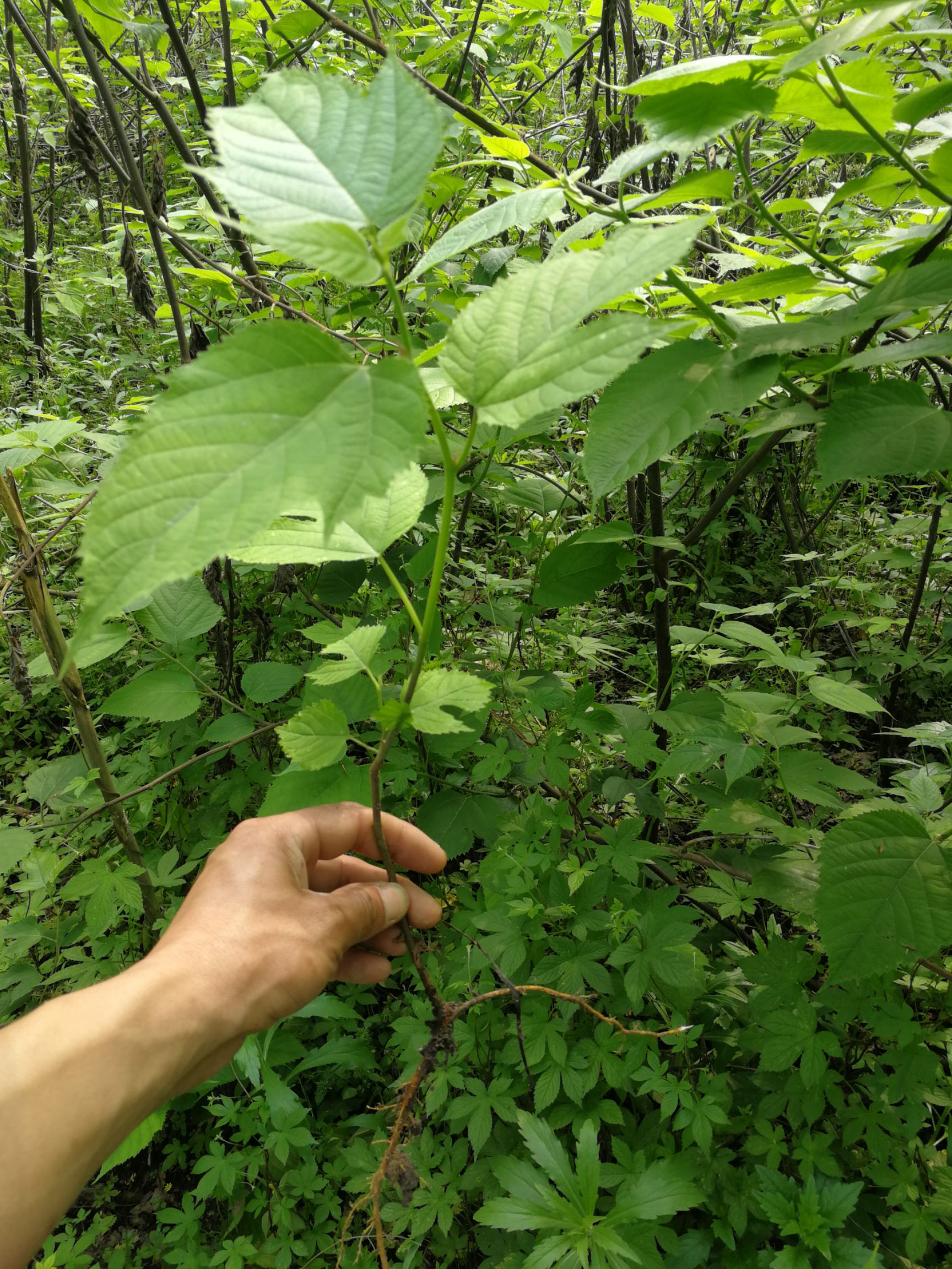 构树苗  中科1号猪牛羊鸡鹅用高蛋白
