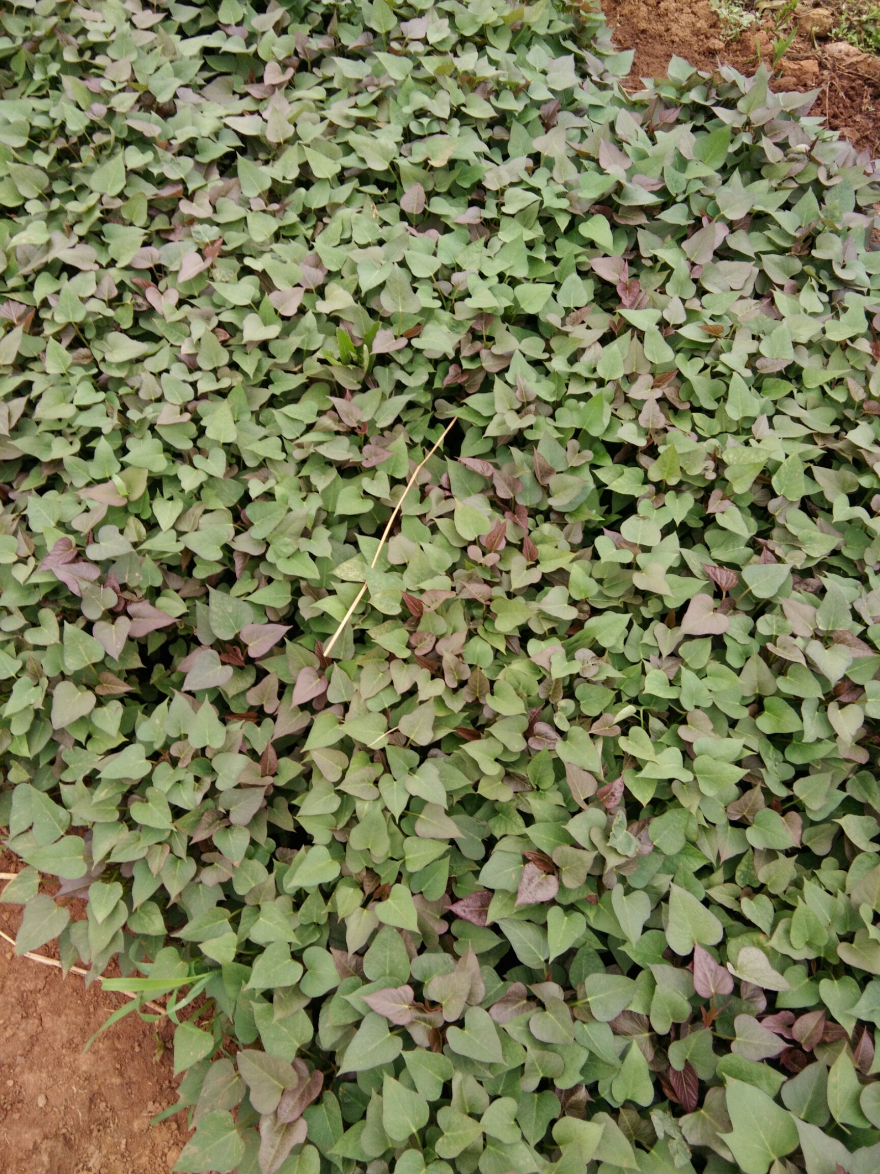兰陵县西瓜红红薯苗 15~25cm