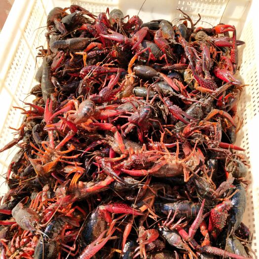 淮安清水小龙虾 4-6钱 塘虾