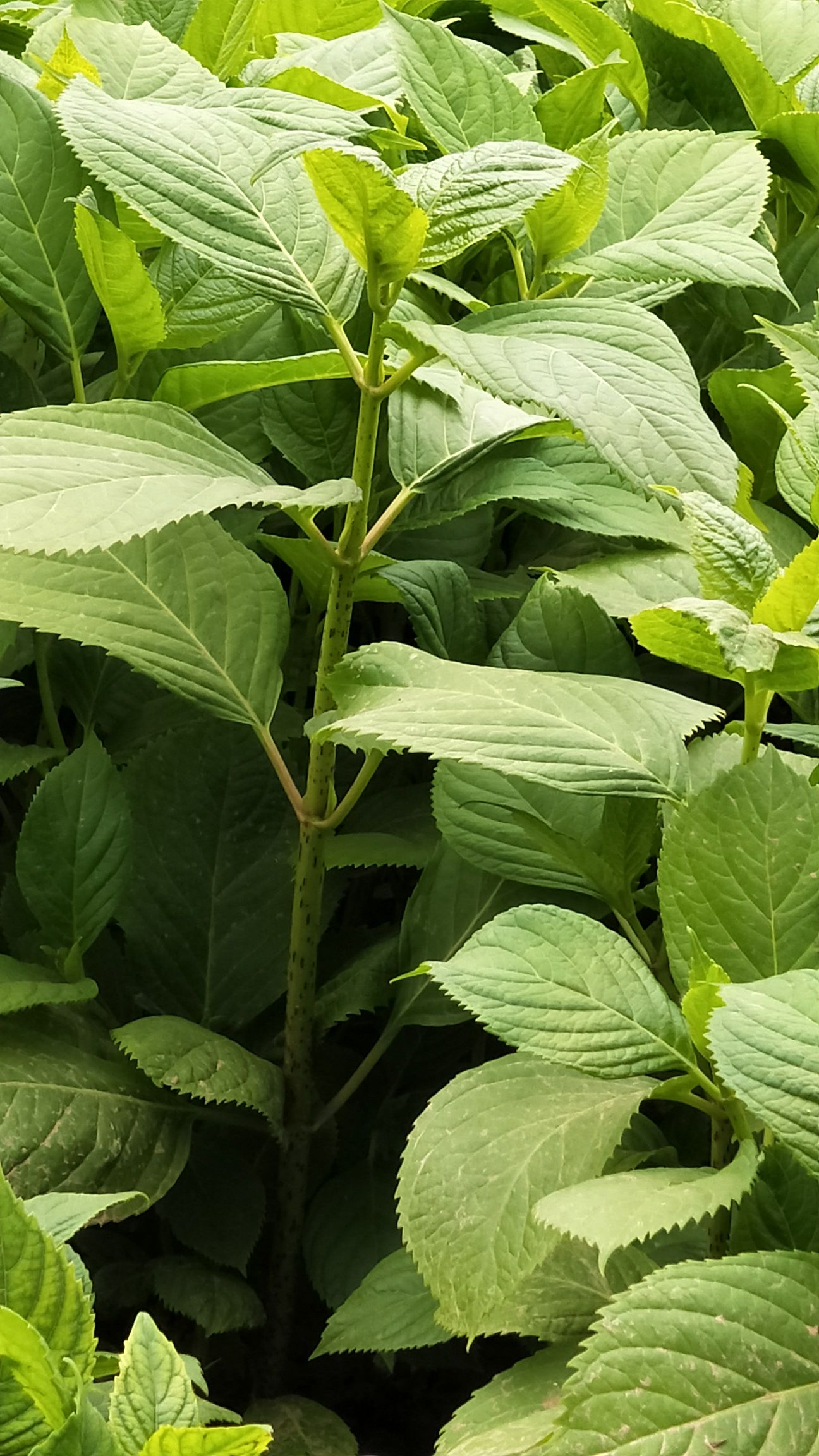 八仙秀球       八仙花     八仙彩球