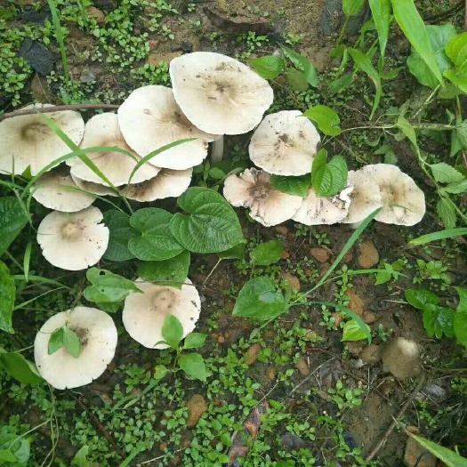 华坪县鸡枞菌 鲜货 野生 白皮鸡枞 6cm~9cm 