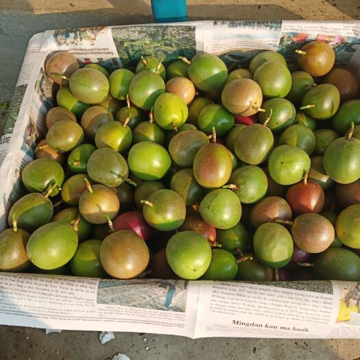 芒市紫香一号百香果 60 - 70克