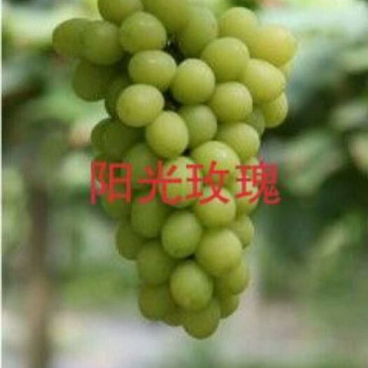绥中县阳光玫瑰葡萄苗