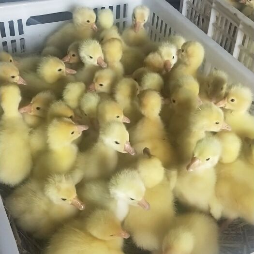 郓城县皖西白鹅鹅苗