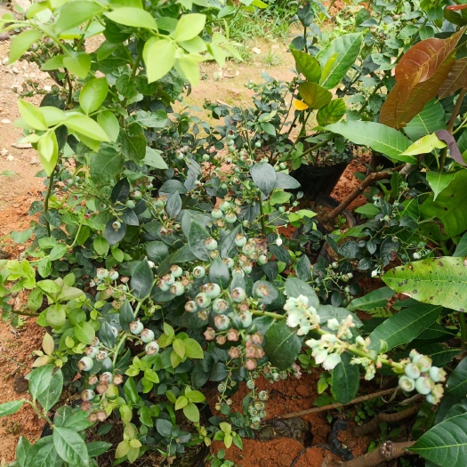 灵山县蓝丰蓝莓苗