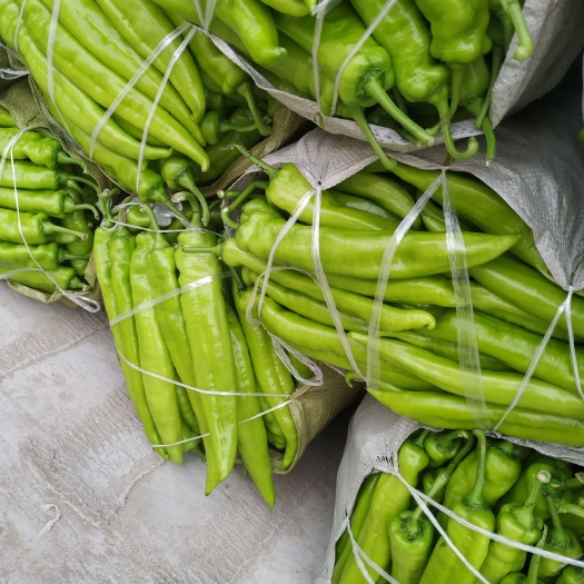 菏泽青秀辣椒 20cm以上 中辣 靑色