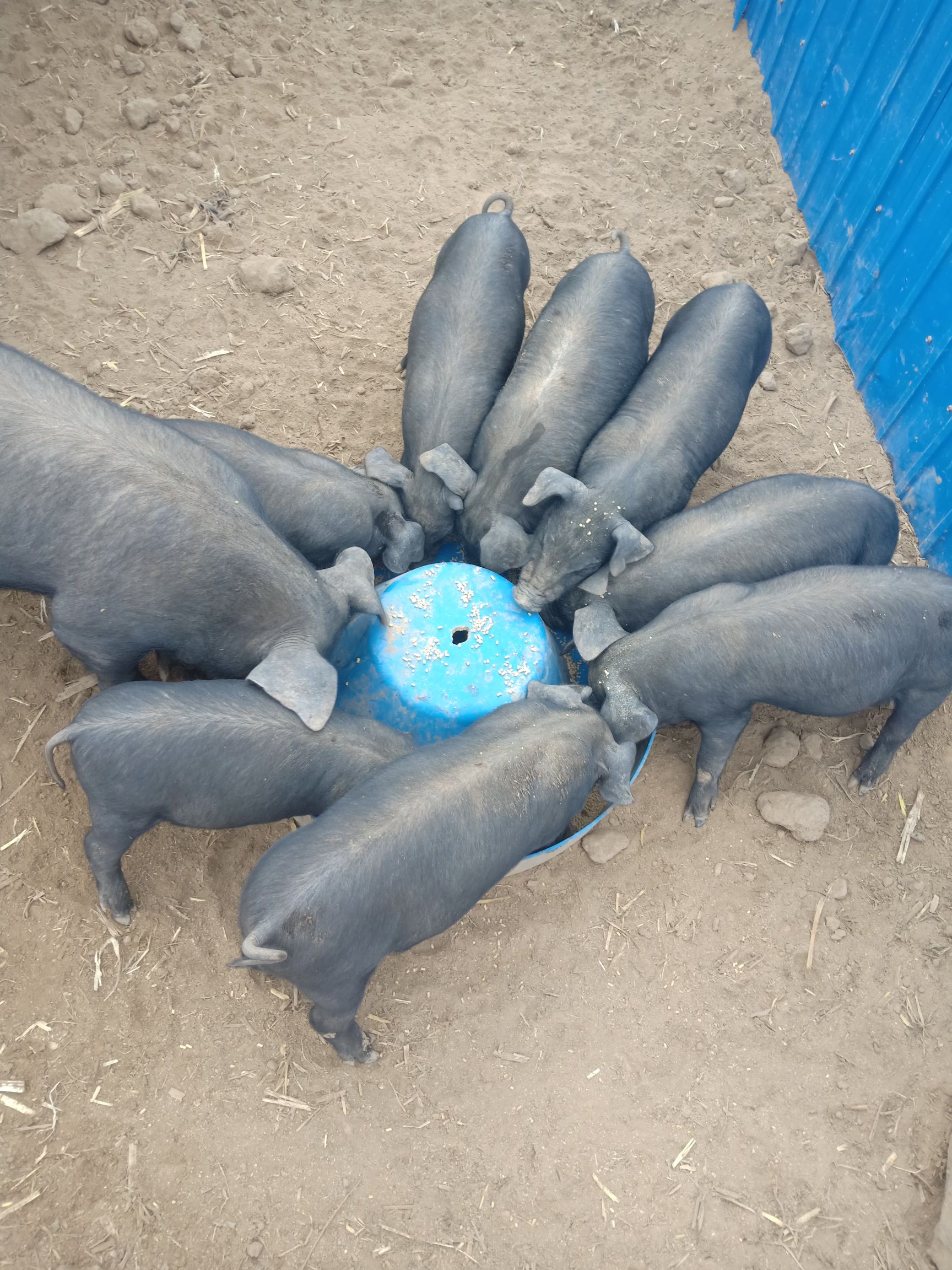 土黑猪苗哪里有卖 - 土黑猪苗货源 -土黑猪苗图