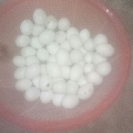 佛山银羽王鸽子蛋 食用 箱装