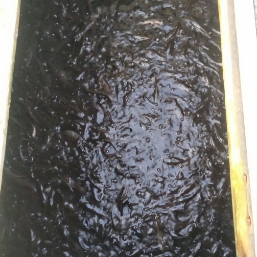 德阳革胡子鲶鱼苗