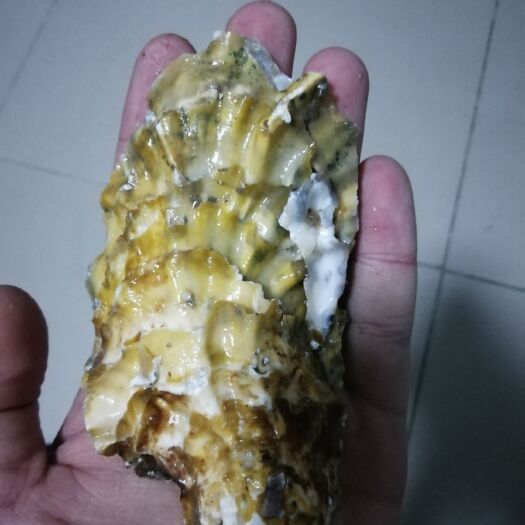 乳山市乳山牡蛎 人工养殖 1-2两/只