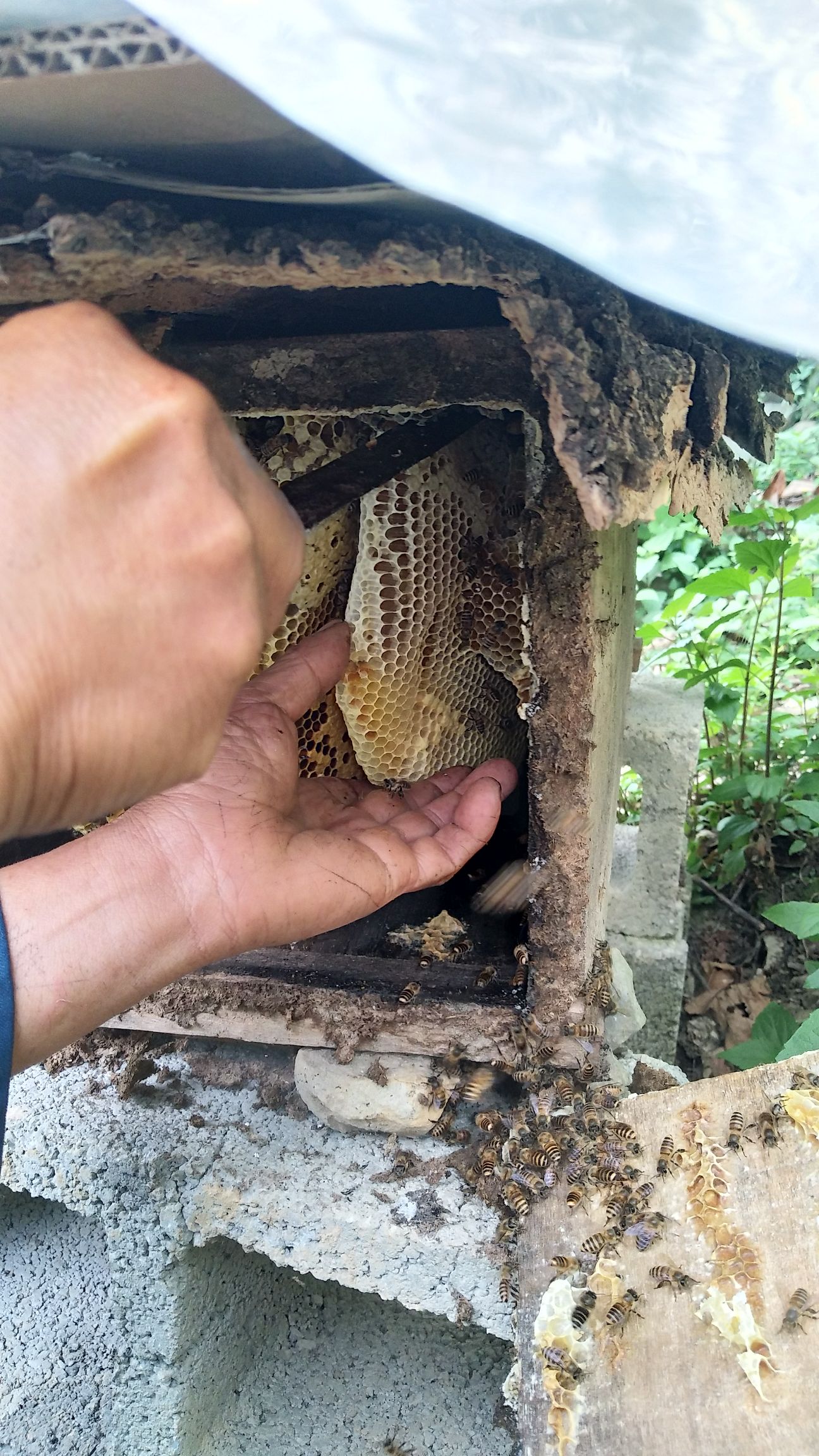 土蜂蜜 正宗苗家土蜂
