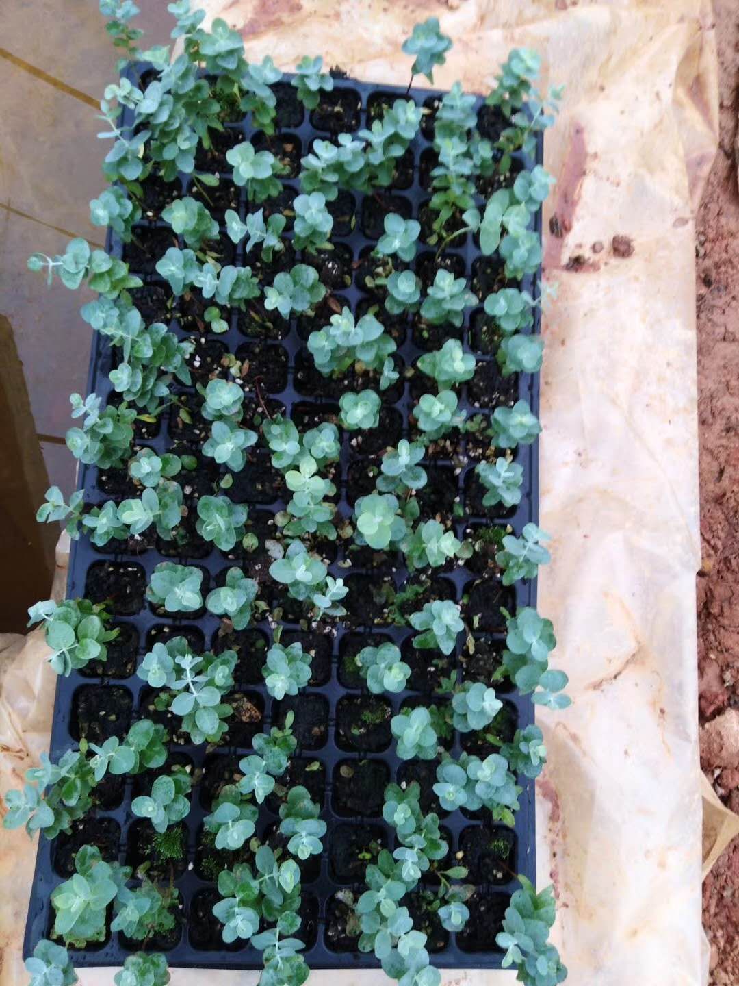 观叶型铜钱桉 0.5米以下