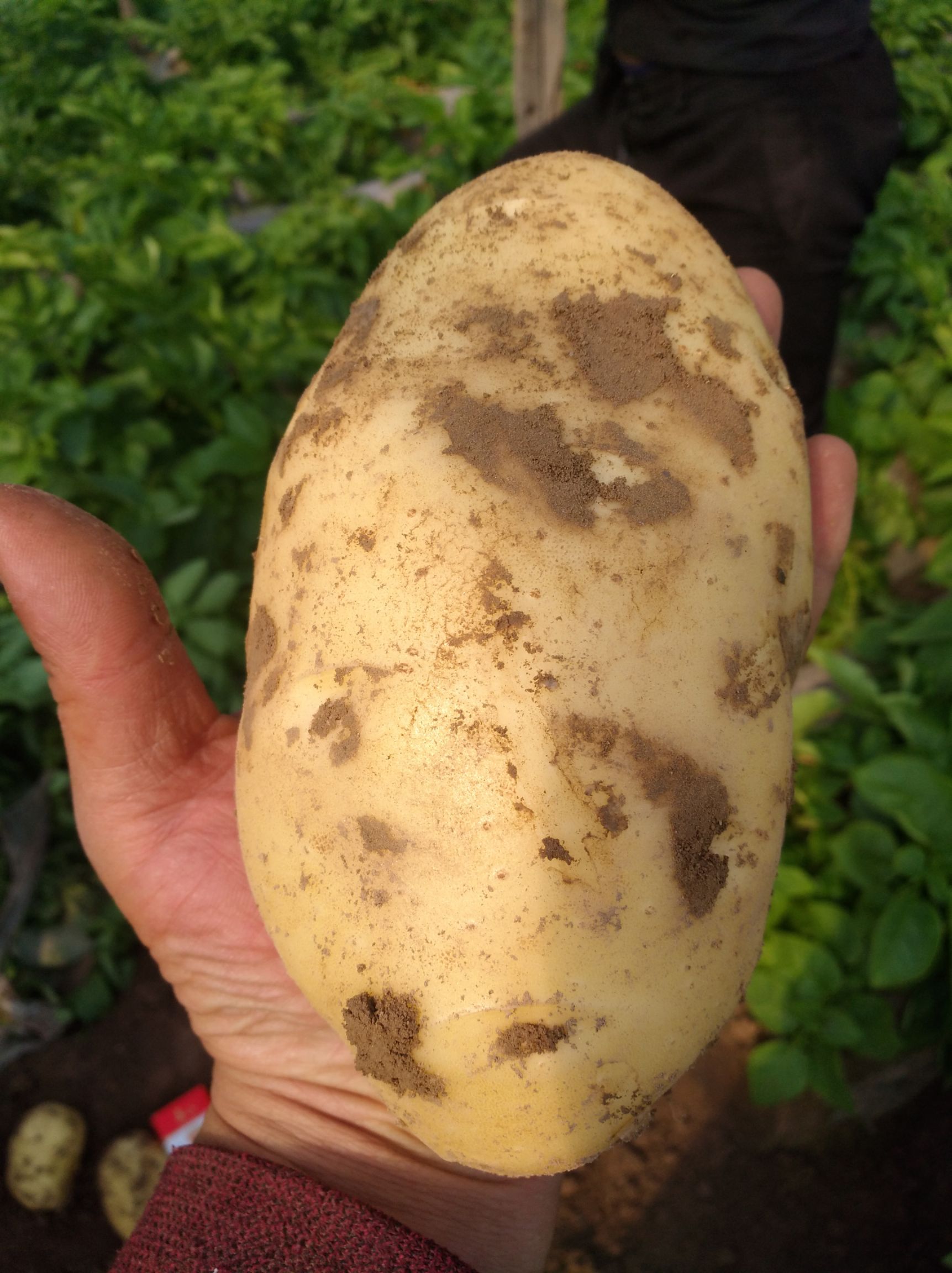 荷兰15号土豆 2两以上