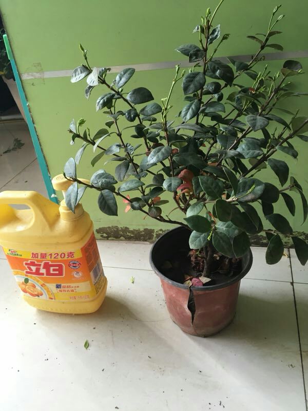 盘龙香桂  意大利络石藤风车茉莉万字茉莉25元一棵包邮5年老桩