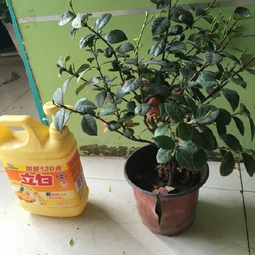 舞阳县盘龙香桂  意大利络石藤风车茉莉万字茉莉25元一棵包邮5年老桩