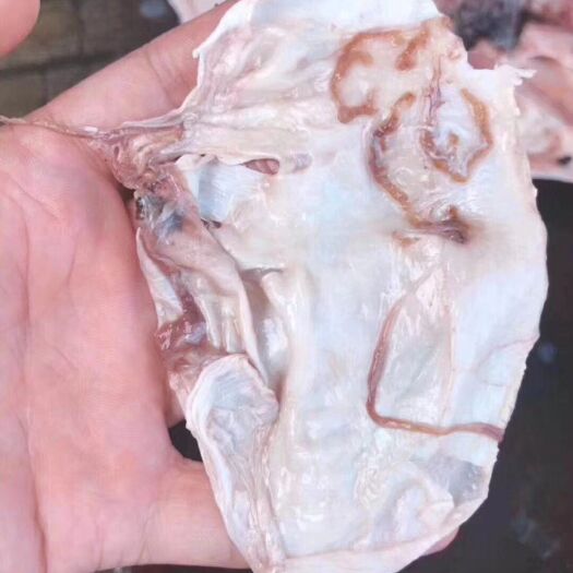 湛江鱼胶 红鱼